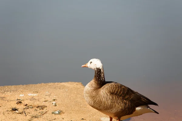 Cross breed gås — Stockfoto