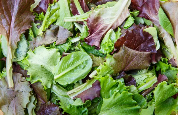 Blandade gröna och sallad — Stockfoto