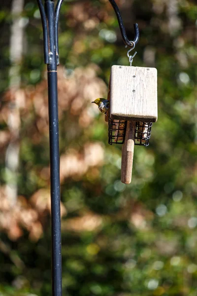 Fågel kikar ut från feeder — Stockfoto