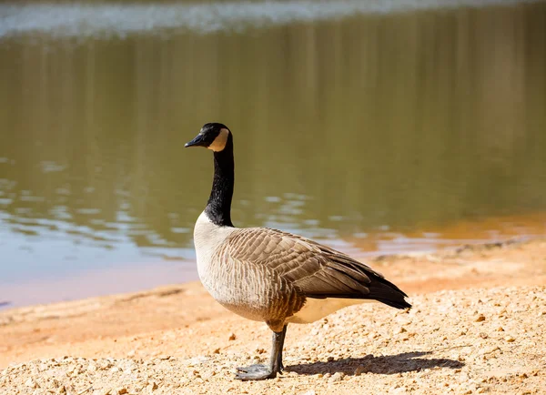 Canada goose op vuil oever — Stockfoto