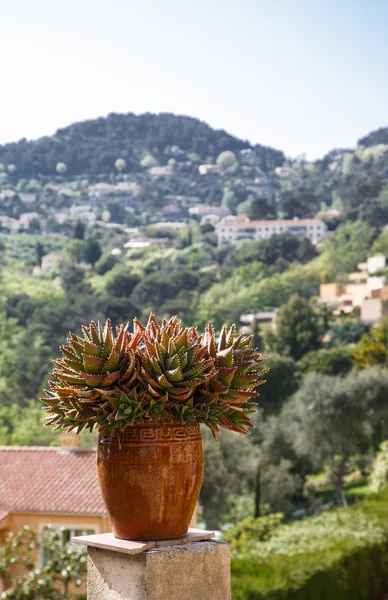 Kaktüs pot Güney Fransa — Stok fotoğraf