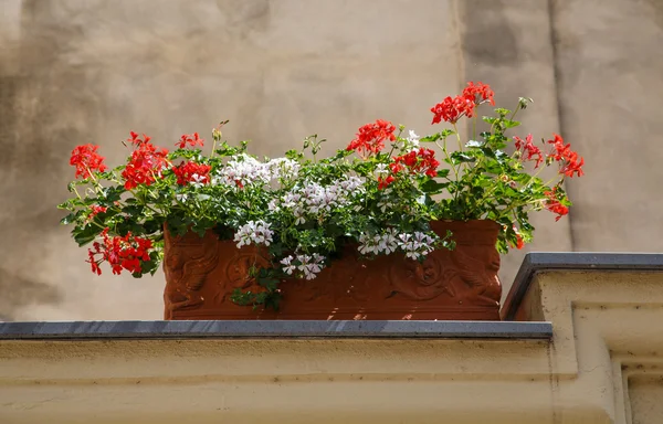 播种机的红色和白色的花朵 — 图库照片