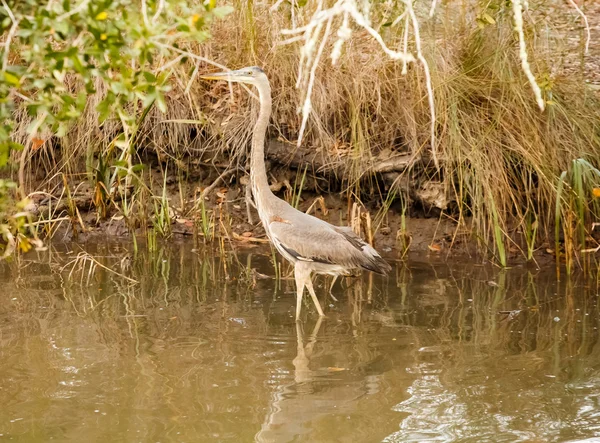 Heron in Wetland Channel — Stock Photo, Image