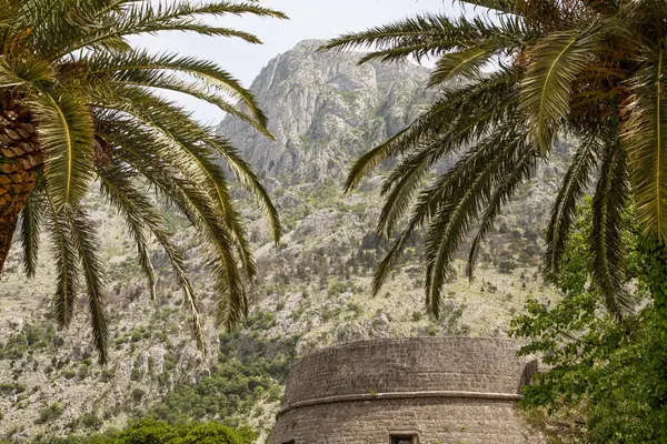 Palmiye ağaçları geçmiş eski taş — Stok fotoğraf