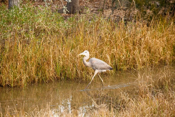 Great Blue Heron Walking Through Marsh — Stock Photo, Image