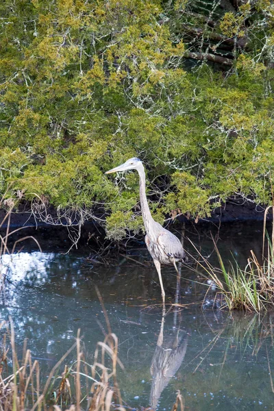 Great Blue Heron in Murky Water — Stock Photo, Image