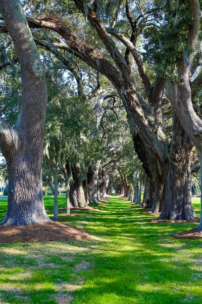 Grassy Lane a través de robles —  Fotos de Stock