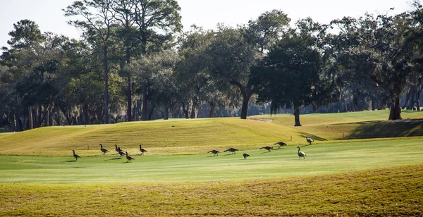 Canada Geese on Golf Course Green — Stock Photo, Image