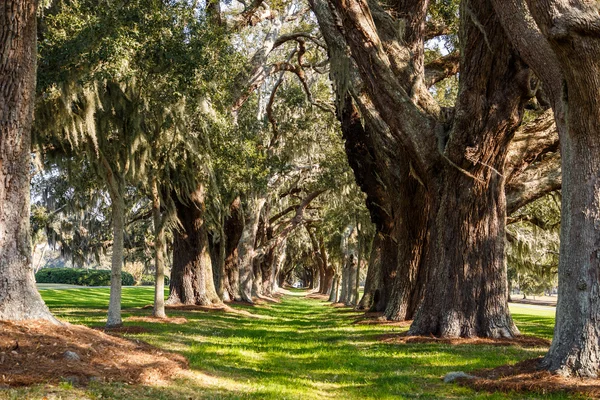 Oude eiken bomen neer met gras begroeide lane — Stockfoto
