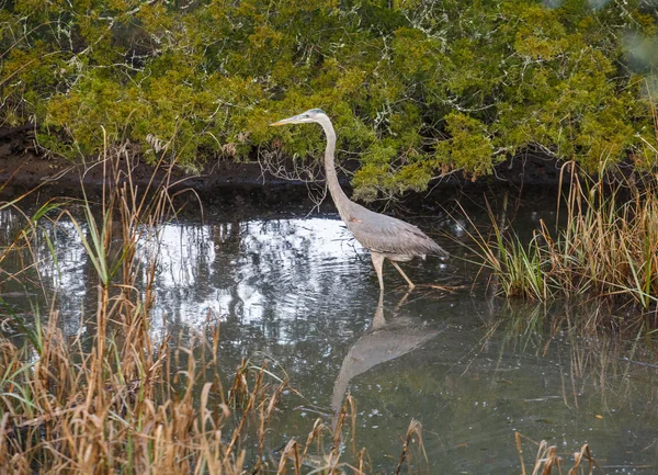 Great Blue Heron Wading in Pool — Stock Photo, Image