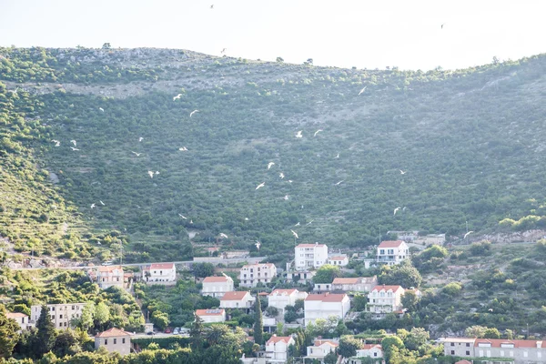 Seagulls Over Croatian Coastal Homes — Stock Photo, Image