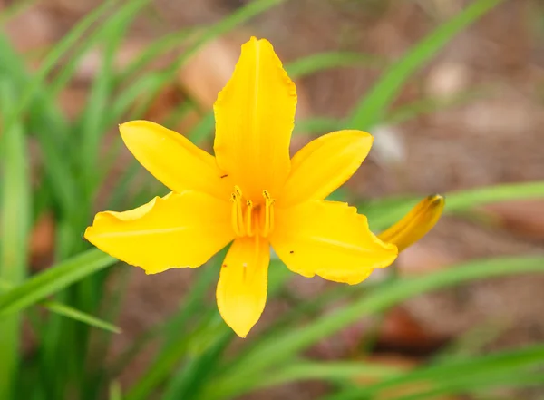 Oranje dag lilly in tuin — Stockfoto