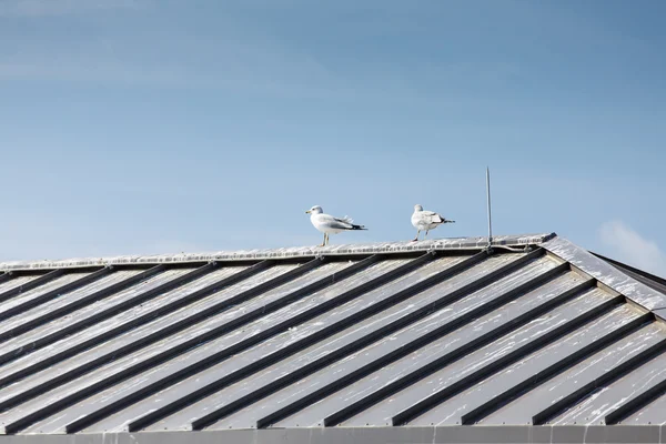 Dva racky na plechové střeše — Stock fotografie