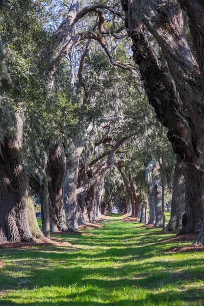 太阳银辉的路径通过栎树 — 图库照片