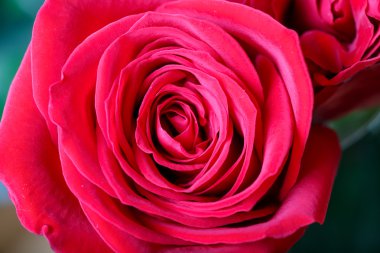 kırmızı gül gülümsemek