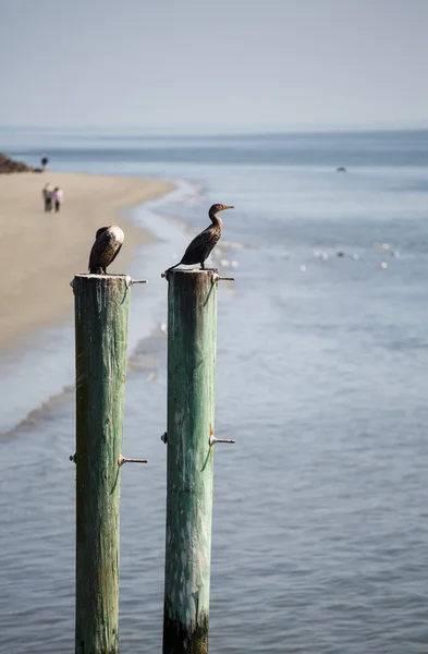Seevögel auf Pfählen mit Strand im Hintergrund — Stockfoto