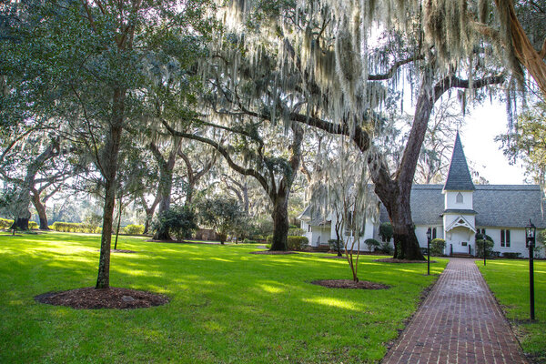 Spanish Moss in Heavenly Light