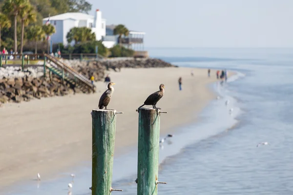 Two Seabirds on Posts Near Beach House — Stock Photo, Image