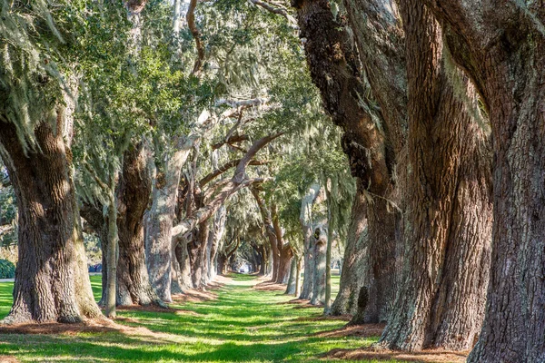 Sonniger grüner Weg zwischen Eichen — Stockfoto