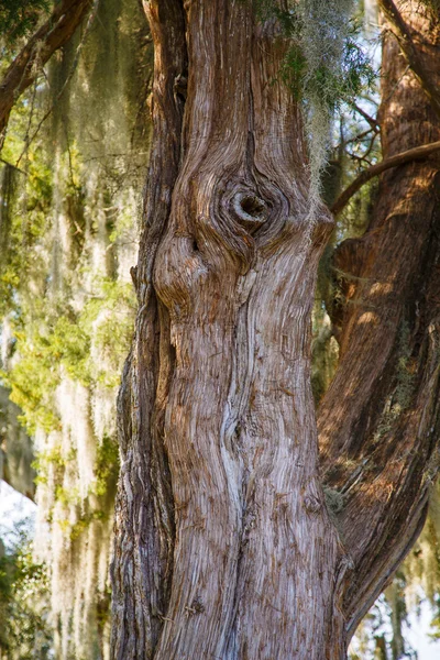 Old Gnarled Oak with Spanish Moss — Stock Photo, Image