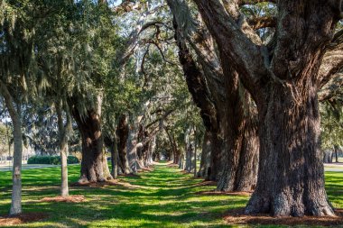 benekli güneş çim ağaçların çevresinde