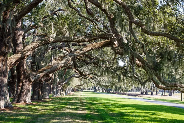 Oak Limbs over Green Grassy Lane — Stock Photo, Image