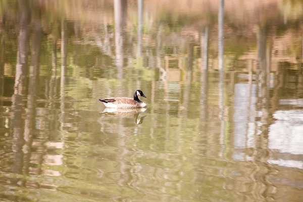 Canada Geese in Reflective Lake — Stock Photo, Image