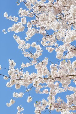 Mavi gökyüzü üzerinde beyaz kiraz çiçek