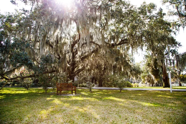 La luz del sol a través de musgo español sobre el parque — Foto de Stock