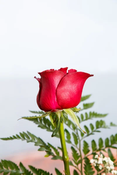 Feuilles de fougère verte simple rose Bud wth — Photo