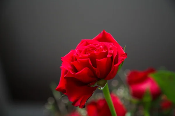 Roses rouges sur fond gris — Photo