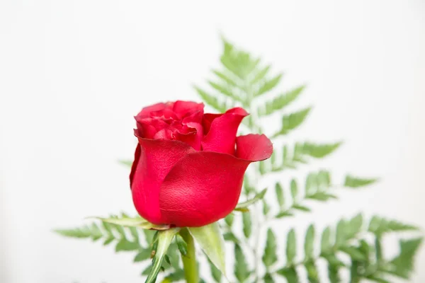 Rose rouge simple et fougère sur fond blanc — Photo