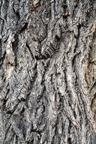 Casca cinzenta velha na árvore — Fotografia de Stock