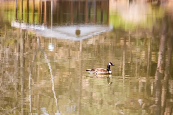 Goose Swimming Past Boat House Reflection — Stock Photo, Image