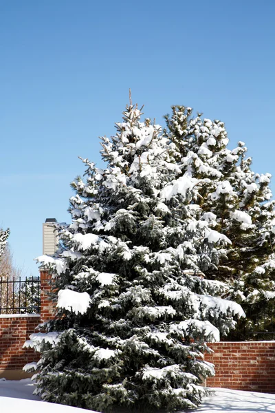 Árboles de abeto y pared de ladrillo cubierto con nieve — Foto de Stock