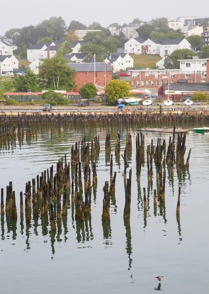 Aves em Pilings em Portland Harbor — Fotografia de Stock