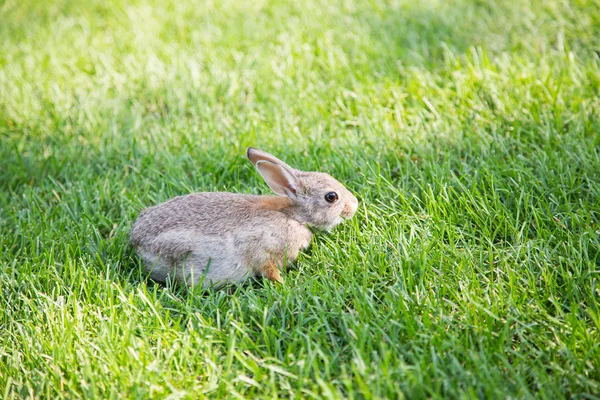 トールフェスクの草で若いウサギ — ストック写真