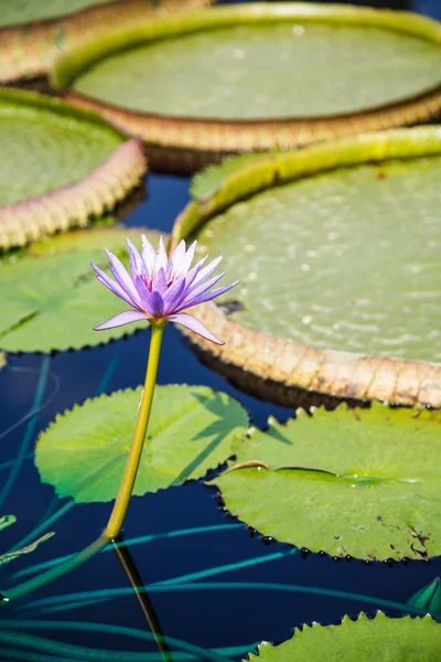 Lila vatten lilly — Stockfoto