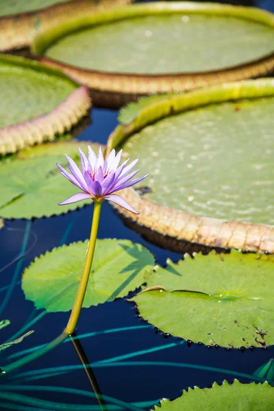 Purpurrote Seerose — Stockfoto