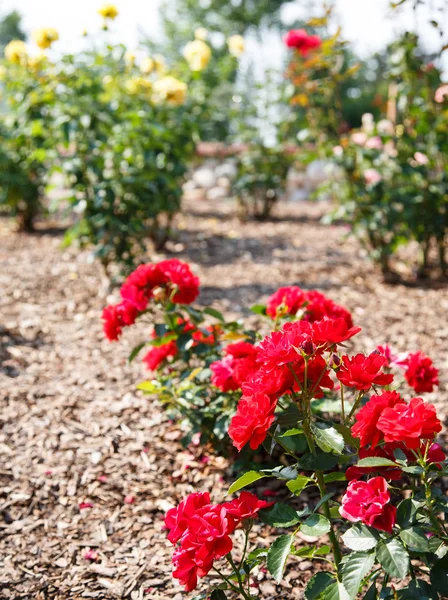 Jardín de rosas soleado —  Fotos de Stock