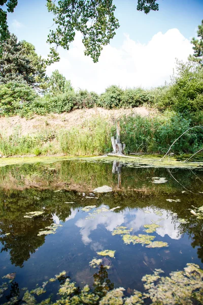 Clouds Reflected in Calm Wetland Pond — Stock Photo, Image