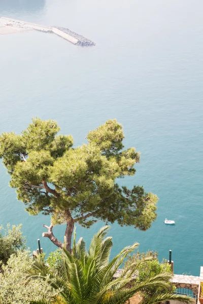 Pine Tree Over Amalfi Coast — Stock Photo, Image