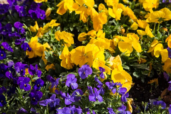 Lilla og gule stedmoderblomster - Stock-foto