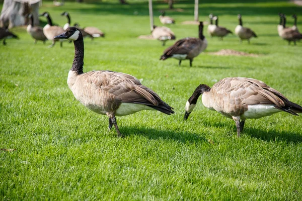 Canada Geese Grazing and Looking — Stock Photo, Image