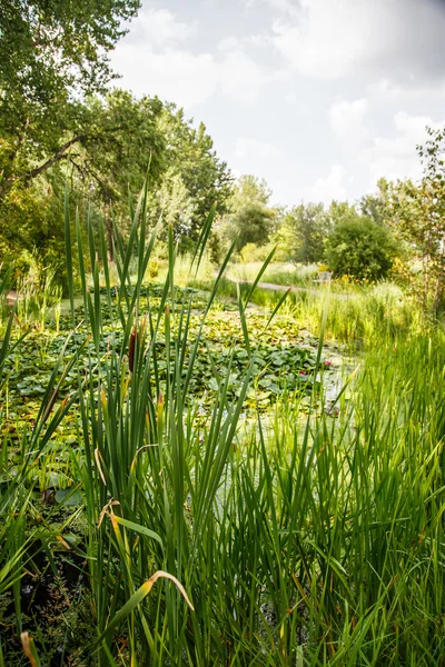 Cat Tails e Lilly Pads — Foto Stock