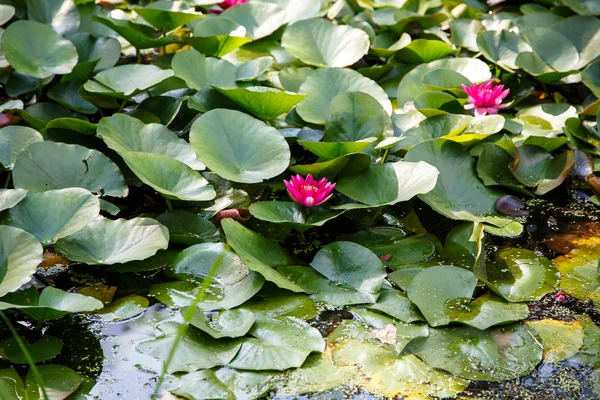 마젠타 물 lillies — 스톡 사진