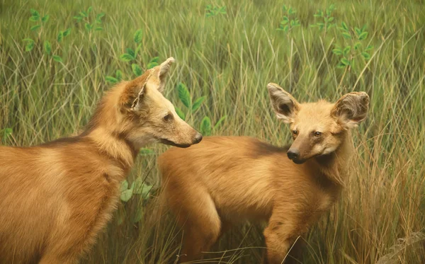 Wild Dogs in Grassland — Stock Photo, Image