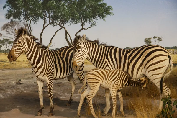 Zebras im Grünland — Stockfoto