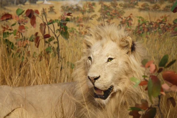 Otlaklar içinde erkek aslan — Stok fotoğraf