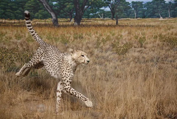 Gepard w łąki — Zdjęcie stockowe